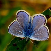 опять про бабочек...25 :: Александр Прокудин