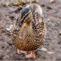 Про август... :: Aquarius - Сергей