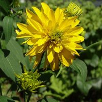 Золотые шары :: Натала ***