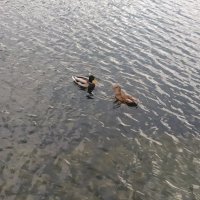 Двое, или А если это любовь? :: Андрей Лукьянов Двое, или А если это любовь? :: Андрей Лукьянов