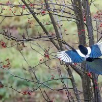 Сорока и рябина. :: Владимир Безбородов