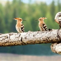 Тет- а - тет. :: Михаил Белоусов