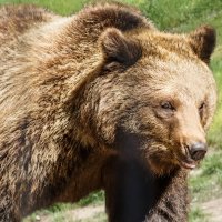 Бурый :: SanSan 