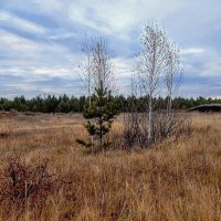 Хмурый ноябрь! :: Елена Хайдукова ( Elena Fly )