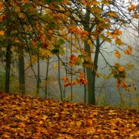 Утро в лесу :: Юрий. Шмаков