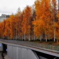 Берёзовая роща в центре Москвы. :: Татьяна Помогалова
