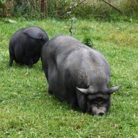 Московская область. Серпухов. Ферма «Русский страус». :: Наташа *****