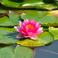 Нимфеи пруда "Бекет" :: Константин Анисимов