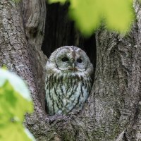 серая неясыть.молодая. :: юрий макаров