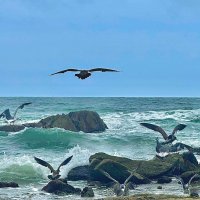 Море :: Елена Семигина