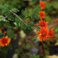 В палисаднике :: Юрий Гайворонскiий В палисаднике :: Юрий Гайворонскiий