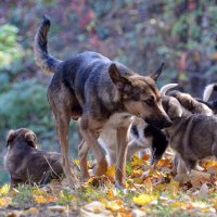 А папа платит алименты? :: Alexandеr P