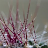 купание кактуса :: Ольга Косачова купание кактуса :: Ольга Косачова