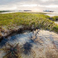 На отливе... :: алексей афанасьев На отливе... :: алексей афанасьев