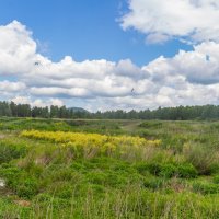 Летний полдень. Поля на очистных. г. Миасс, поселок Селянкино. (панорама) :: Алексей Трухин