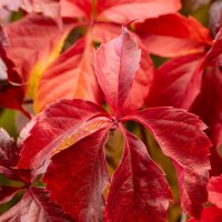 Девичий виноград :: Игорь Сикорский