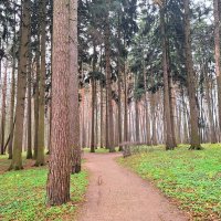 Лес :: Наталья 