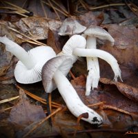 Гриб гигрофор поздний :: Андрей Заломленков