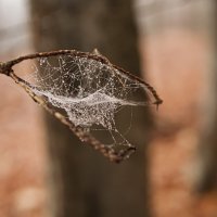 утренняя роса. :: Lucy Schneider 