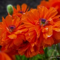 Мак атлантический. :: Светлана Ищенко