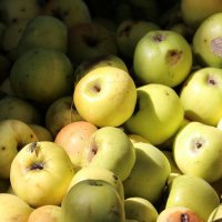 Плоды осени. :: Екатерина Леш