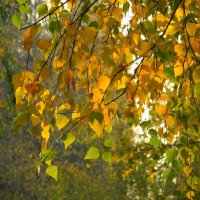 Осеннее... :: Татьяна Львова