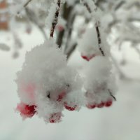 Калина в снежинках :: Валентина Богатко 