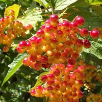 Калина :: Freddy 97