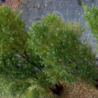 .. " три тополя", kt не сдаются осени.. :: galalog galalog .. " три тополя", kt не сдаются осени.. :: galalog galalog