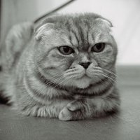 Внимание! Не отвлекайся. :: Магомед . Внимание! Не отвлекайся. :: Магомед .