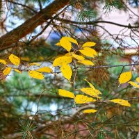 В конце октября :: Светлана В конце октября :: Светлана