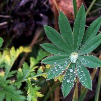 Осенняя роса. :: Вячеслав. Синицын