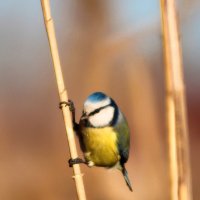 Лазоревка. :: Александр 