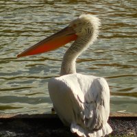 Отдыхающий :: Юрий. Шмаков