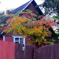 дачные картинки :: tatiana дачные картинки :: tatiana