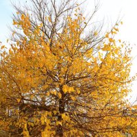 поздняя осень :: Игорь Kуленко