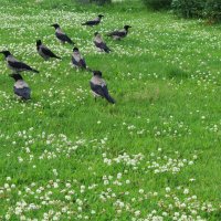 Вороны :: Любовь ***