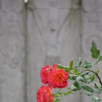 Ноябрь Монастырские розы. :: Александр Чеботарь Ноябрь Монастырские розы. :: Александр Чеботарь