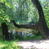 Парк.Елагин остров. :: Любовь ***