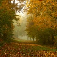 Осень,ноябрь :: Юрий. Шмаков