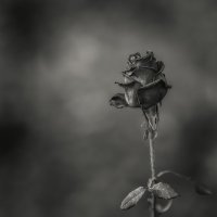 Черная роза эмблема печали :: Vladimir Черная роза эмблема печали :: Vladimir