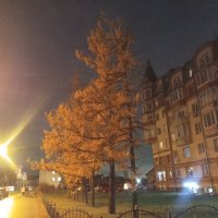 Осень :: Сапсан 