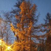 Осень :: Сапсан 