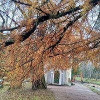 Осень :: Сапсан 