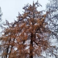 Осень :: Сапсан 