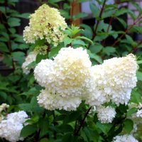 Цветочное настроение :: Наталья Герасимова Цветочное настроение :: Наталья Герасимова