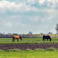 Лошади пасутся на лугу. :: Светлана Ищенко