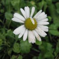 Засмущалась :: Людмила Смородинская