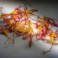 Увядшая красота.  Зефирантес. :: Игорь 