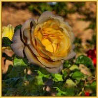 Роза :: Анатолий Чикчирный